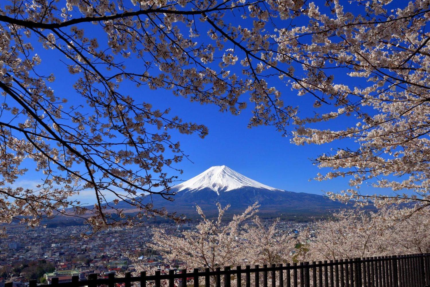 Mount Fuji framed by cherry blossoms in spring